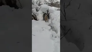 На Сахалине второй раз спасли редкую рысь из капкана