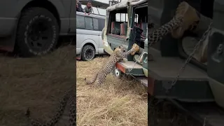 A Leopard attacking a provocative photographer in the Maasai Mara National Reserve