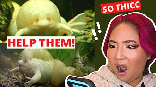 PET YOUTUBER REACTS: Why Bloated Frogs Aren't Cute + How To Treat Bloat In African Clawed Frogs