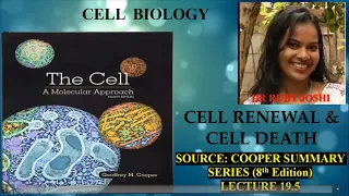 Cell Renewal and Cell Death #Chapter_19_Lecture 5 #Cooper_Summary_Series #Pluripotent Stem Cells