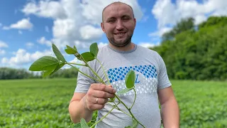 Соя Канзас 🌱Міжряддя 70см  Варто чи ні?🤫  Порівняння із міжряддям на 15см