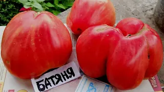Сорт помидор Батяня/ Характеристика и описание сорта