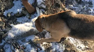 Охота на Зайца в Саратовской области Первый снег первые Следы