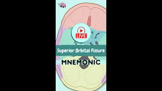 Superior Orbital Fissure Mnemonic - Anatomy