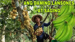 Paghaharvest ng bunga ng lansones at paghahapay ng saging