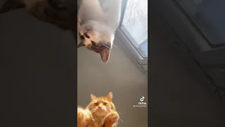 Funny Cats | TIKTOK