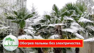 Обогрев пальмы Трахикарпус Вагнера(Trachycarpus wagnerianus) без электричества.