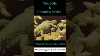 Crocodile Mom Scoops Up Babies in Mouth #shorts