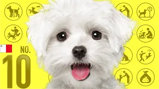 No.10 Maltese ❤️ TOP 100 Cute Dog Breeds Video