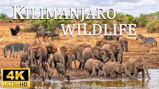 "Exploring Kilimanjaro National Park: Africa's Roof and Wildlife Sanctuary" 4k Relaxation Film