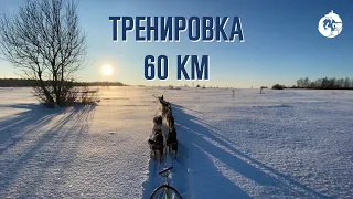 Тренировка ездовых собак «Уроборус» 60 км 12 собак | Аляскинские хаски