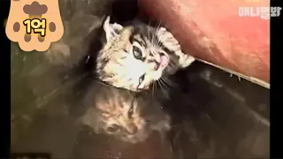 구해줘 ㅣ "SAVE ME!" Rescue This Kitten Stuck In Narrow Pipe With No Exit