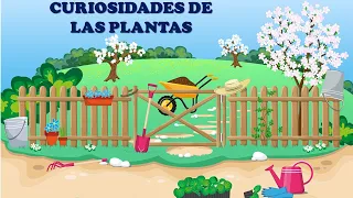 Curiosidades de las plantas. Vídeos educativos para niñ@s.