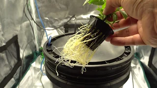 Indoor Hydroponic DWC Method For Peppers