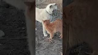 Bloody dog ​​vs cat fight 🤣🤣Кровавая драка собаки против кота 🤣😂😈 #respect
