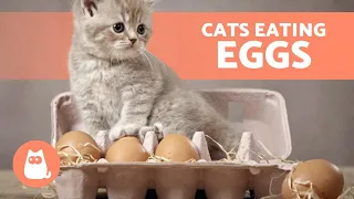 Can My CAT EAT EGGS? 🐱🥚 What About RAW EGGS?