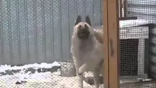 Собака - танцевака / Dog - dancing