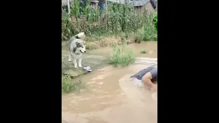 Serbian husky funny videos | cute dogs funny videos | cute animal funny videos