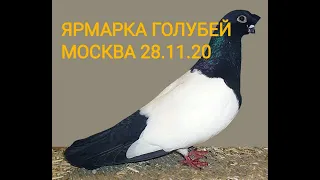 ЯРМАРКА ГОЛУБЕЙ.Москва.28.11.20#ярмаркаголубей#голуби#голубеводство#tauben#pigeon#loft