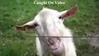 Animals Getting Shocked Compilation Part 1