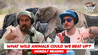 Big Cat ACTUALLY thinks he could Beat Up an Elephant