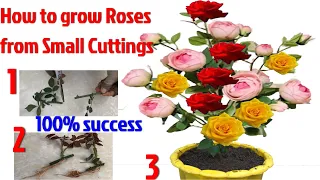 How to grow Roses from Small Cuttings, The method of growing red roses the whole world does not know