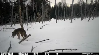 2/17/24 8:03 coyote