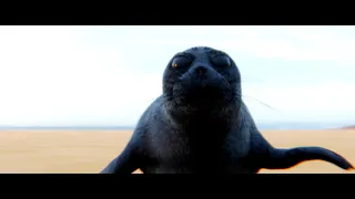 Teaser "My friend the seal"