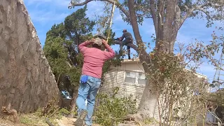 Cut big tree branches easy.