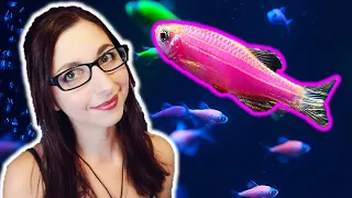 GloFish Danio Care Guide | GloFish Care Guide Series Ep. 3 | Zebra Danio