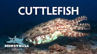 The Cuttlefish Chronicles: Alien of the Deep