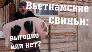 Вьетнамские свиньи - выгодно или нет?