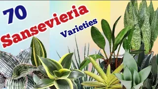 70 Sansevieria varieties with names // Snake plant varieties with names // Pinkish paradise