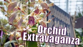 Dazzling Spatulata Orchids at Singapore Gardens by the Bay, Orchid Extravaganza Exhibition