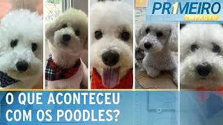 Mistério: Da popularidade ao sumiço, poodles somem das casas no país | Primeiro Impacto (02/05/24)