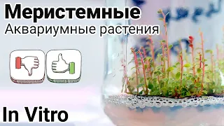 Меристемные растения для аквариума. Аквариумные растения в питательном геле. Plants In Vitro.