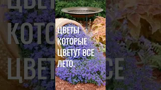 КРАСИВЫЕ ЦВЕТЫ которые цветут ВСЕ ЛЕТО. Многолетние САДОВЫЕ ЦВЕТЫ #красивые #цветы #сад