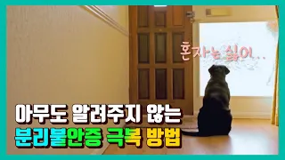 강아지 분리불안 훈련 고쳐지지 않는이유ㅣ중요한 핵심만 알려 드릴게요🐶