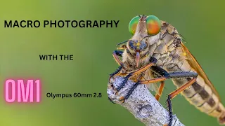 OM1 Macro Photography Tutorial | Discovering the Beauty of Robber Flies