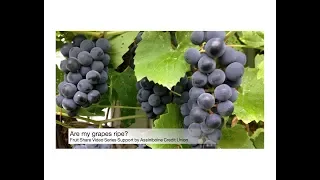 Are my grapes ripe?