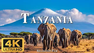 Животное в Танзании (4K Ultra HD) — расслабляющий пейзажный фильм с вдохновляющим саундтреком