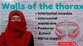 Walls of the thorax | intercostal muscles and membranes | extrinsic muscles | thorax anatomy