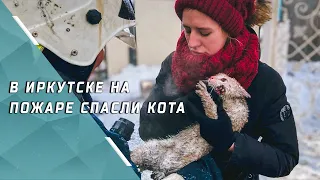 В Иркутске на пожаре в доме на улице Декабрьских событий спасли кота