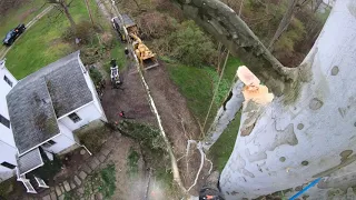 Sycamore Removal