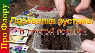 Перевалка эустомы из торфяных таблеток