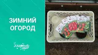 Сажаем зимний ОГОРОД дома. Овощи и зелень круглый год.