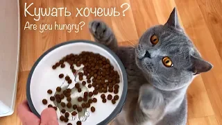 Голодный Котёнок & Взрослый британский кот. / Hungry british cat Harry