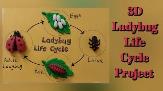 Life cycle of "LADYBUG" project || 3D clay modelling ladybug life cycle || Insect life cycle