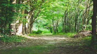 Walking - FULL AUDIOBOOK Henry David Thoreau