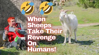 SHEEP & GOATS can be SUPER FUNNY, SEE FOR YOURSELF - Funny ANIMAL compilation | Daily Dose Of Laughs